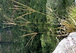 Image result for Digitaria eriantha
