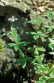 Image result for Galium scabrellum