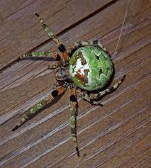 We did not find results for: Giant Lichen Orbweaver Photo Lejun Photos At Pbase Com