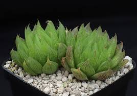 Image result for Mohria vestita