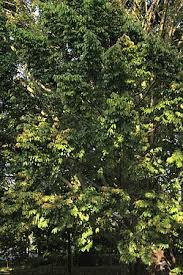 Image result for Diospyros consolatae