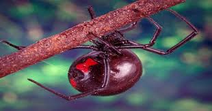 For minor black widow spider bites, home care treatments are limited. False Widow Spider Bites Can Infect Antibiotic Resistant Bacteria Qs Study