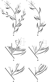 Image result for Rhytachne subgibbosa