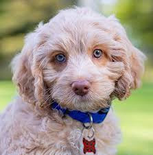 We did not find results for: Monarch Australian Labradoodles Your New Best Friend Is Here