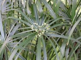 Image result for Priva flabelliformis