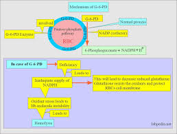 Image result for G6PD Deficiency