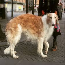 Sometimes, however, old fruit trees give their most bountiful crops before withering away, and so it was with the borzoi in russia. Borzoi Borrowmydoggy Leaving Pawprints Of Happiness