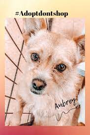 Meet Aubrey Dog Adoption Dog Friends Terrier Puppies