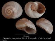 Image result for Nesaea dinteri