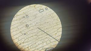 Maybe you would like to learn more about one of these? Hgs Science On Twitter Year 9 Students Observing And Drawing Plant Cells Under Our Light Microscopes Gcsebio Funlesson Practicalscience