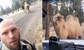 Camel hump is a mountain in oregon and has an elevation of 1505 metres. Oregon Police Officers Save A Camel In The Woods Daily Mail Online