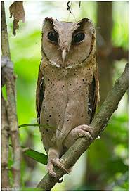 We did not find results for: Tytonidae Wikidata