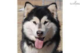 Our alaskan malamute adults and. Puppies For Sale From Howl At The Moon Malamutes Member Since May 2008