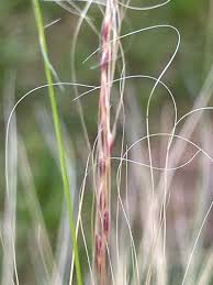 Image result for Polystachya tenuissima