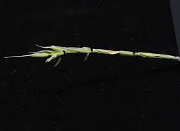 Image result for Oryza longistaminata