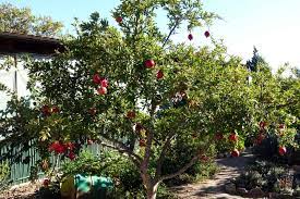 From heavy clay, black loam, lime rich soils, dry rocky hillsides to sandy soil, the pomegranate will grow almost anywhere. How To Plant Grow Prune And Harvest Pomegranates Harvest To Table