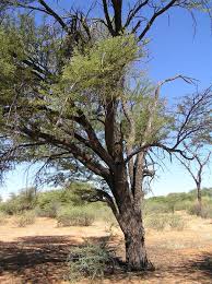 Image result for Acacia luederitzii
