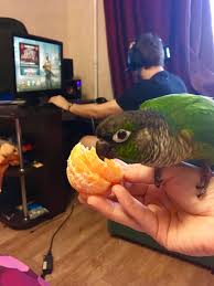 Pin By Suse On The Bird Is The Word Conure Cute Animals Adorable