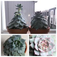 A Psa Regarding Grow Lights A Pair Of Plants Purchased In November One Under A Grow Light For The Last 5 Months One Neglected In A Shaded Office Window Succulents