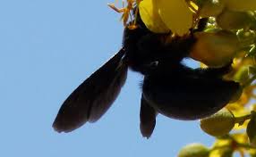 However, there are actually around 5000 different species of ladybug out there, and they can vary significantly in appearance. California Carpenter Bees Xylocopa