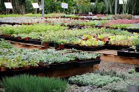 Roraima nursery is a unique and exciting nursery situated in lara near geelong, victoria. Wholesale Succulent Nursery Orange County Los Angeles San Diego