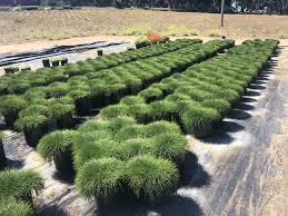 Image result for Casuarina glauca
