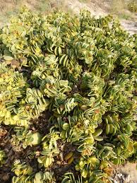 Image result for Zygophyllaceae