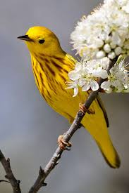 Yellow Birds Of The Southwest Pin On Birds Of A Feather Or Not