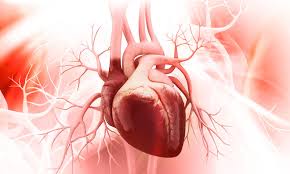 Chronic inflammation plays a key role in development of atherosclerosis. Chondroitin Sulphate Nets Hold Promise For Heart Failure Treatments