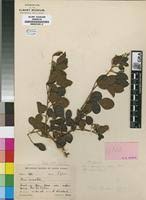 Image result for Searsia nebulosa