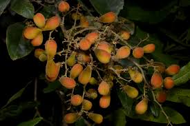 Image result for Agelaea pentagyna