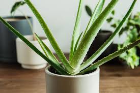 Image result for Aloe