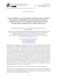 Image result for Drypetes mossambicensis