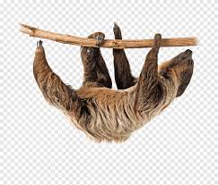 Tropical rainforest are one of the most beautiful areas on the earth. Sloth Tropical Rainforest Animal Protection And Rescue League Animal Forest Png Pngegg