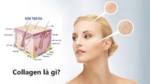 Collagen là gì? - Chanbe.vn