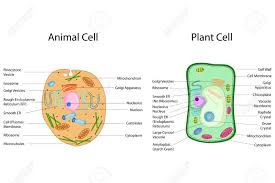 Colorful animations make these flash games as fun as it is educational Education Chart Of Biology For Animal And Plant Cell Diagram Royalty Free Cliparts Vectors And Stock Illustration Image 102077379