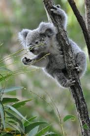 Australia 224 Of 308 Cute Animals Koala Cute Baby Animals