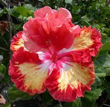 Image result for Hibiscus torrei