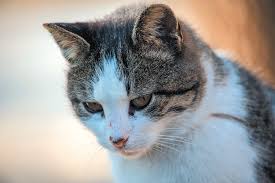 Can they be left home alone for a day, three days, a learn how long your cat can stay home alone and what you need to do to ensure they are safe, healthy and happy. Many Cats May Be Miserable Left Alone For Long Stretches Tufts Catnip