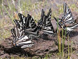 We did not find results for: Tips For Attracting Butterflies
