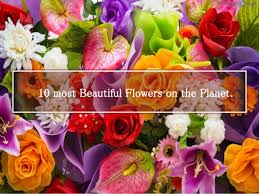 Maybe you would like to learn more about one of these? 10 Most Beautiful Flowers In The World World Flowers List Beauti