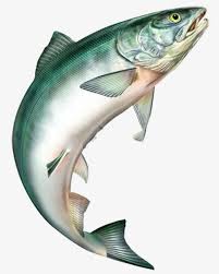 Jumping Fish Png Clipart Big Big Fish Fish Fish Clipart Fish Clipart Free Png Download All images and logos are crafted with great workmanship. jumping fish png clipart big big