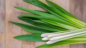Dried or powdered lemongrass should be stored in airtight containers away from light and heat. What Is A Good Substitute For Lemongrass Pennsylvania 6 Dc