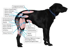 Not all raw bones are appropriate either. Muscle Actions Of The Legs During Locomotion Of The Dog Www Sportsvet Com