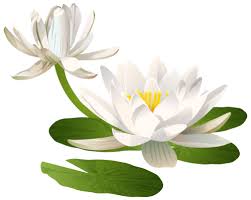 Water Lily Png Clip Art Image Clip Art Digital Flowers Art Images
