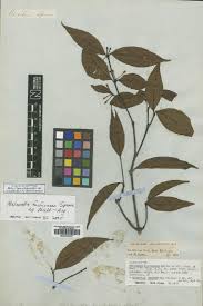Image result for Ancylobothrys scandens