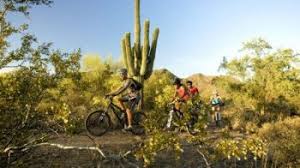 Check out our saguaro cactus plant selection for the very best in unique or custom, handmade pieces from our succulents shops. Best Tucson Road Cycling Mountain Biking Bicycle Rentals