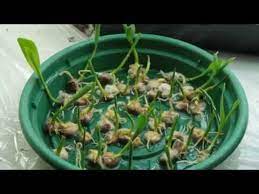 The ideal months to plant corn crops are between (march 15 and april 15) each year. Germinating Corn Youtube