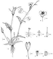 Image result for Murdannia semiteres