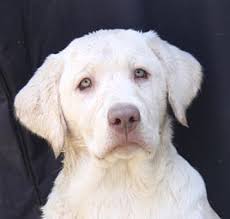 Labrador retriever puppies for sale in michigan select a breed. Labrador Retrievers With Rare Markings